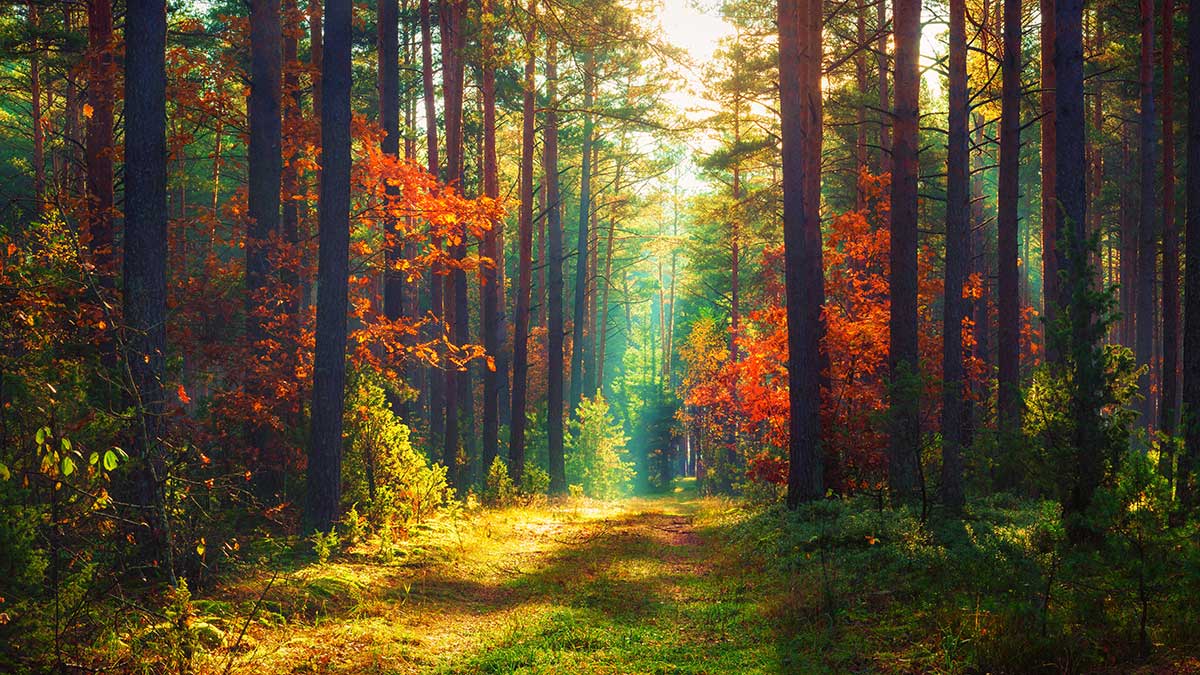 Inspirational Tree Quotes